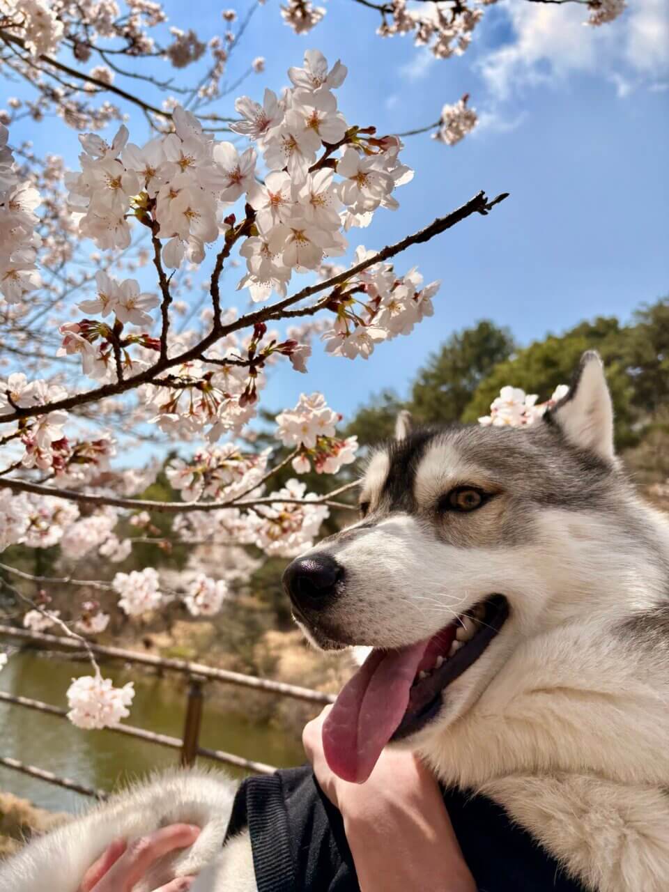 【岡山県・犬同伴OK】道の駅みやま公園｜自然と地元グルメを楽しめる、ドッグラン併設の道の駅！