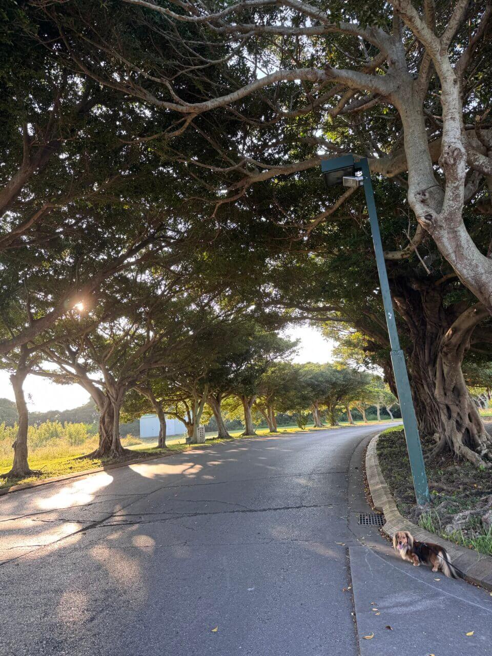 【沖縄・犬同伴OK】burger&coffee atabii’s YOMITAN|沖縄・読谷村の海を望むテラスで、愛犬と楽しめるハンバーガー&コーヒーカフェ