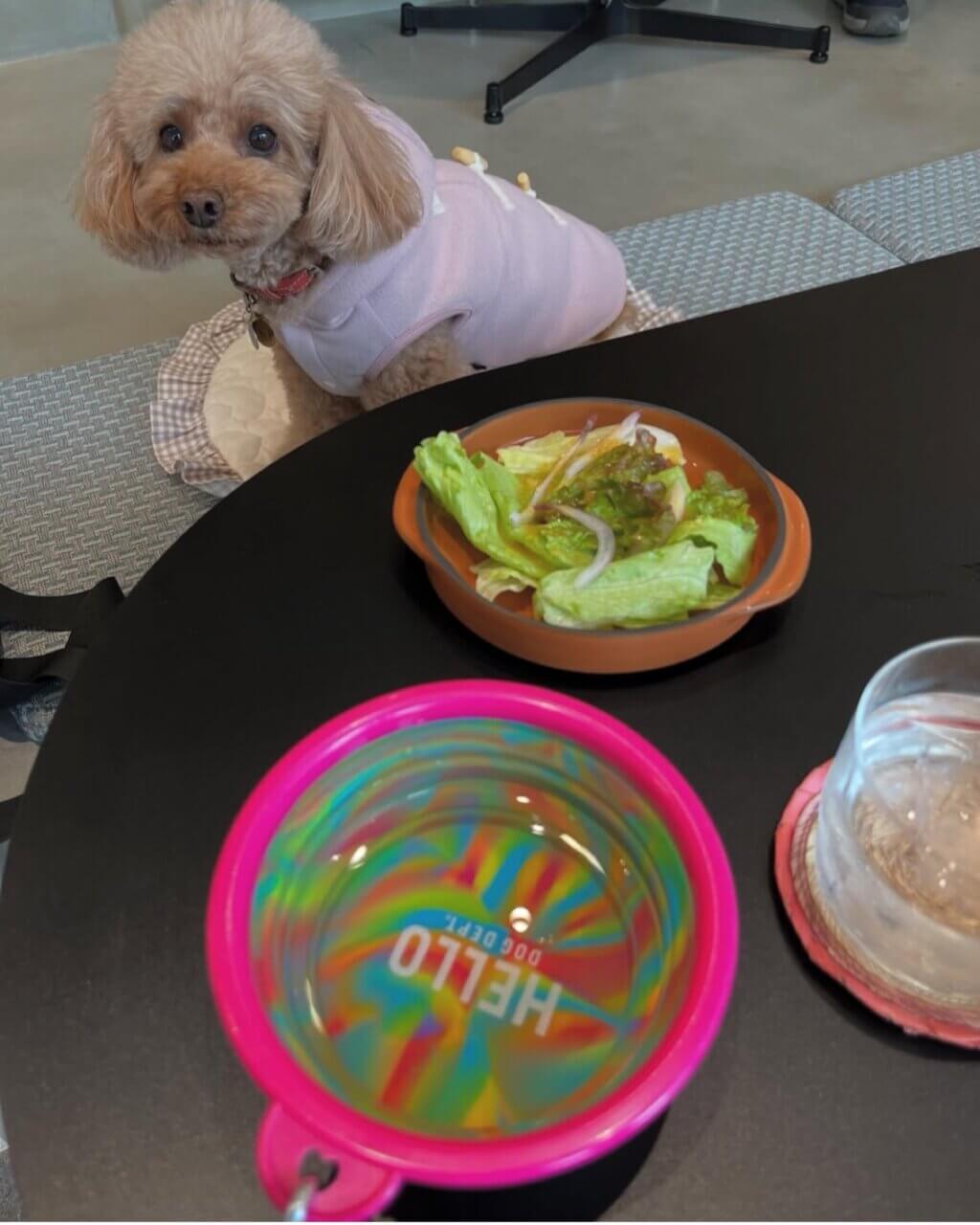 【東京都・犬同伴OK】cafe to bar With|東京都台東区のペット同伴OKカフェバーで、昼はランチやスイーツ、夜はお酒も楽しめるおしゃれスポット