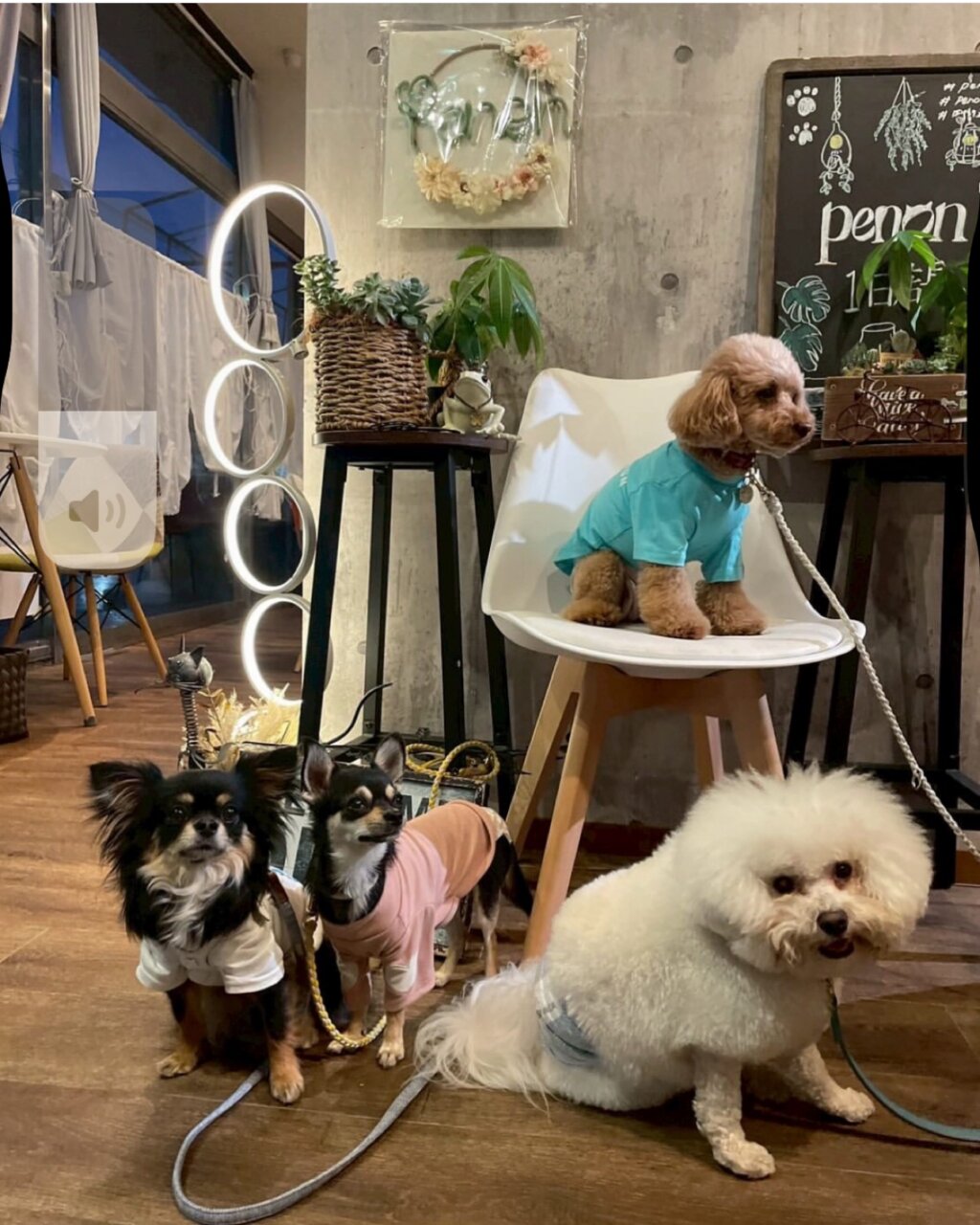 【千葉県・犬同伴OK】penon|千葉・四街道の愛犬同伴OKカフェバーで、ランチから夜のバーまで楽しめるおしゃれスポット
