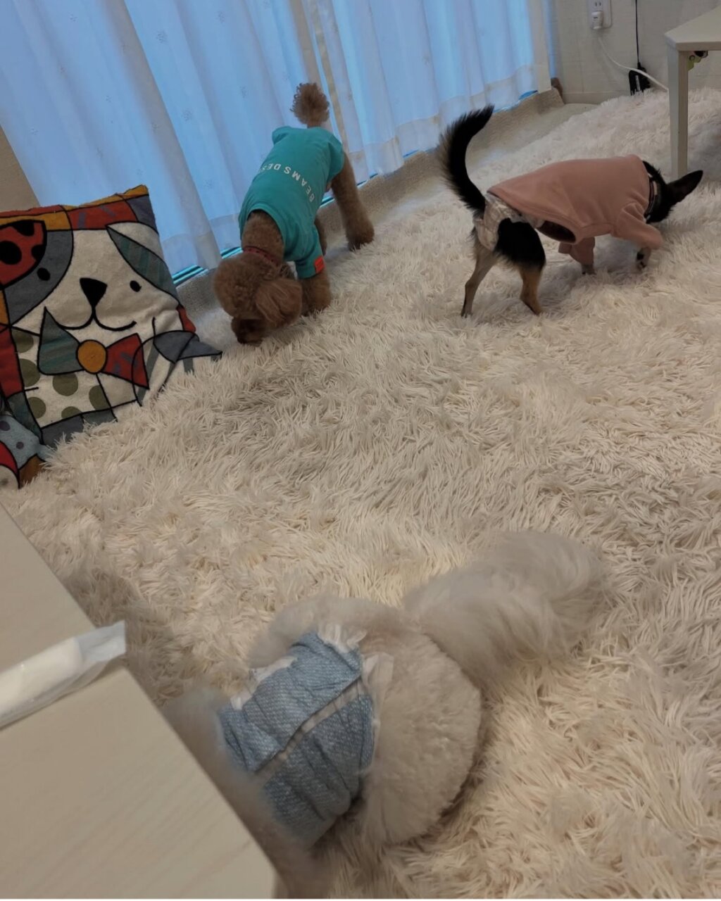 【千葉県・犬同伴OK】penon|千葉・四街道の愛犬同伴OKカフェバーで、ランチから夜のバーまで楽しめるおしゃれスポット