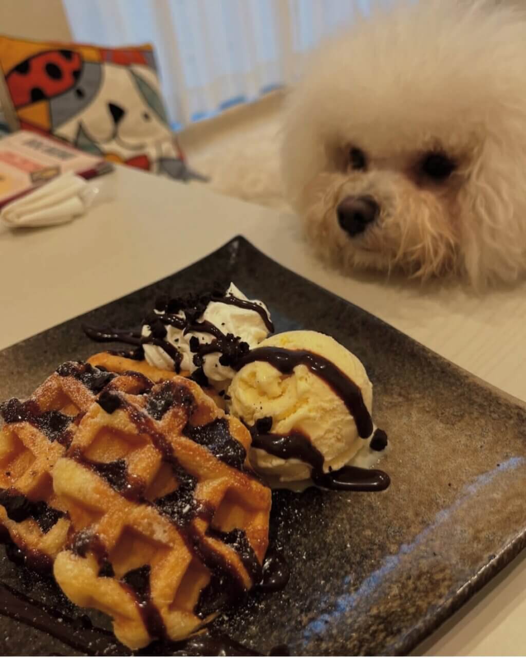 【千葉県・犬同伴OK】penon|千葉・四街道の愛犬同伴OKカフェバーで、ランチから夜のバーまで楽しめるおしゃれスポット