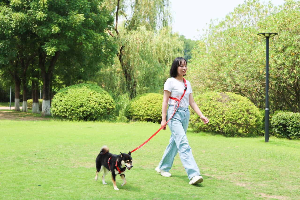 犬のショルダーリードで散歩をしている写真