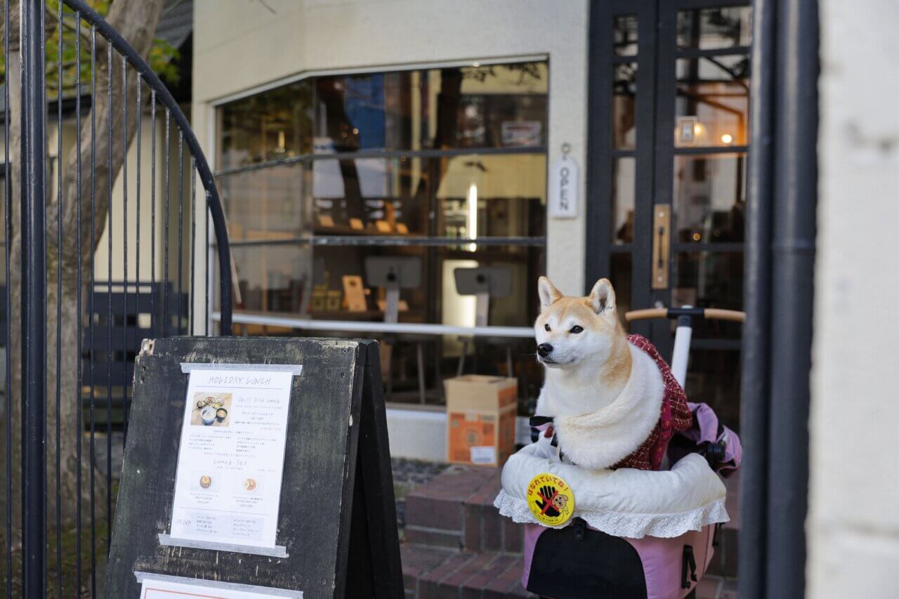 【岩手・犬同伴OK】RHINO｜看板犬ラフ君に迎えられ、愛犬と一緒にくつろげる盛岡のペット同伴カフェ