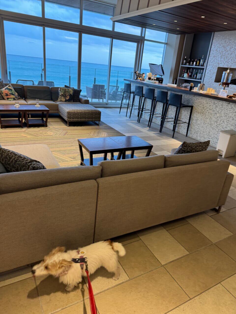 【東京・犬同伴OK】レジーナリゾート鴨川|全室オーシャンビューで、ドッグプールや砂浜散歩も楽しめる“愛犬ファースト”のリゾートホテル!