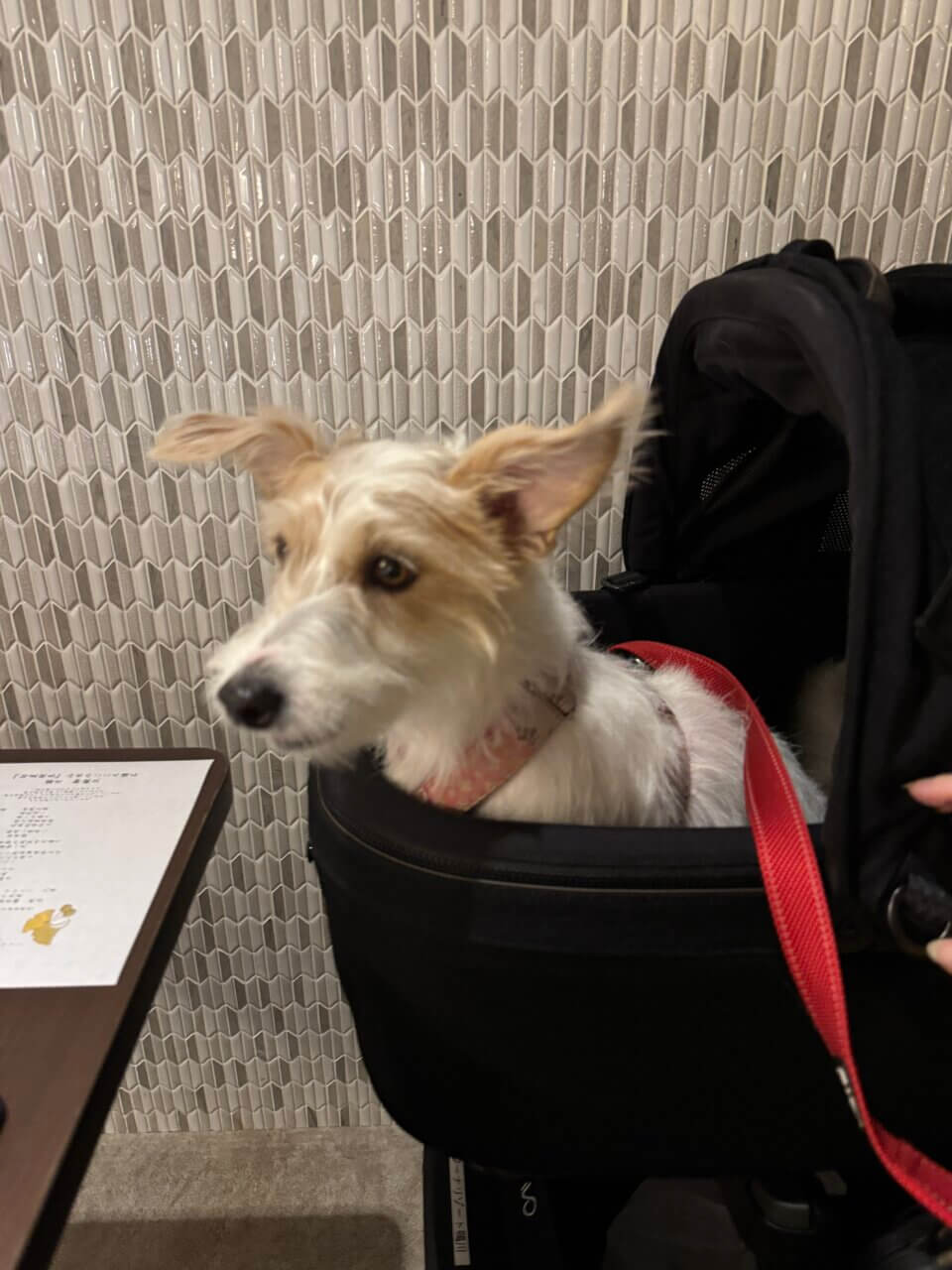 【東京・犬同伴OK】レジーナリゾート鴨川|全室オーシャンビューで、ドッグプールや砂浜散歩も楽しめる“愛犬ファースト”のリゾートホテル!