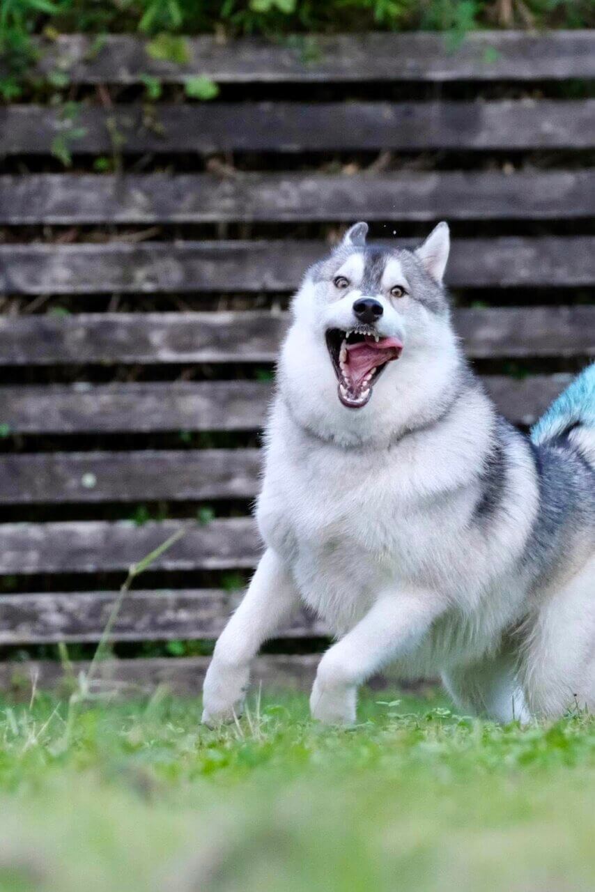 【岡山県・犬同伴OK】ホワイトガーデン｜5面ドッグラン付きで、愛犬と一日中くつろげる癒しのガーデンカフェ！