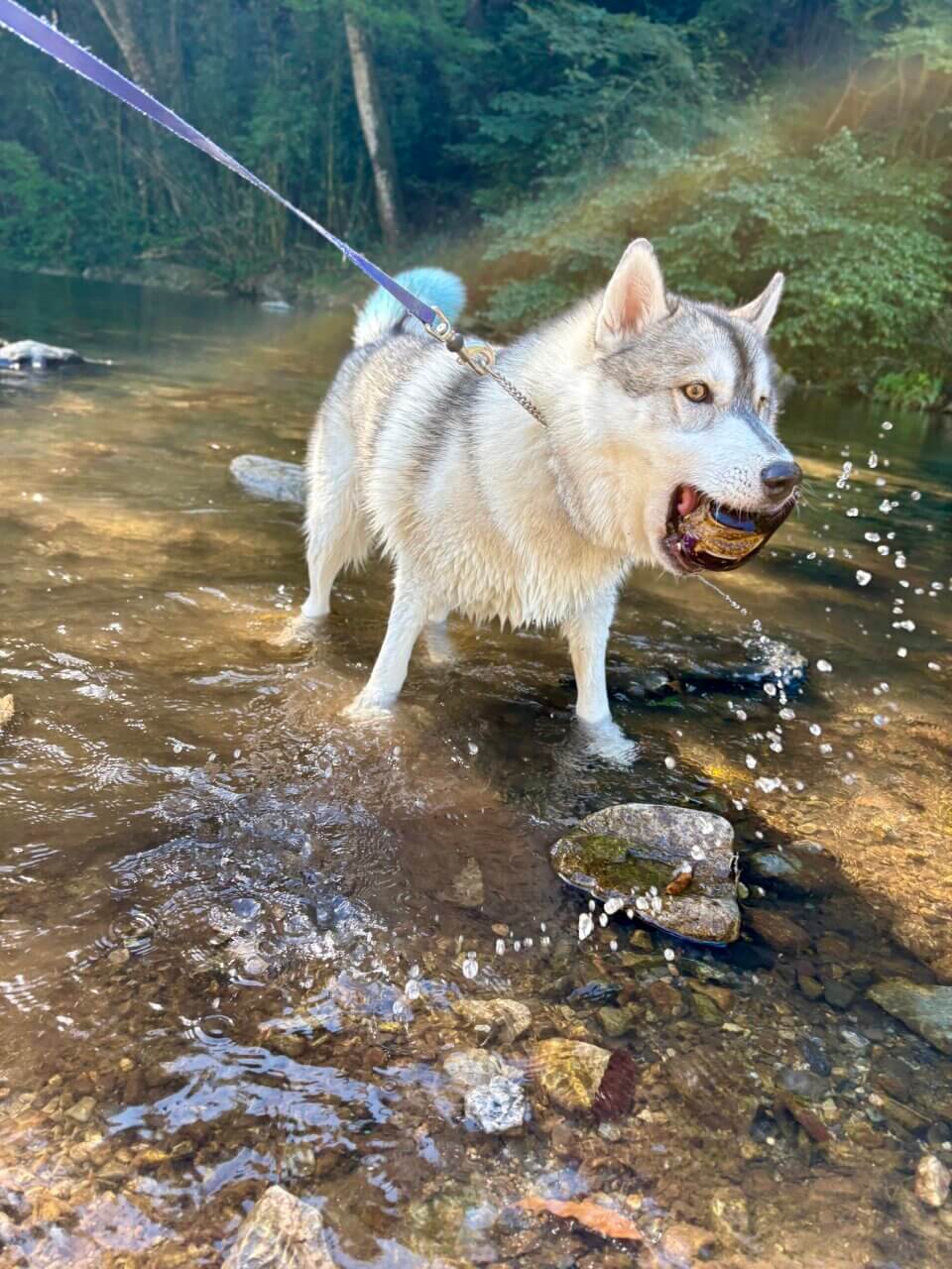 【岡山県・犬同伴OK】わんだぶる|天然芝ドッグランと名物グルメで、愛犬と自然を満喫できる真庭のドッグカフェ!