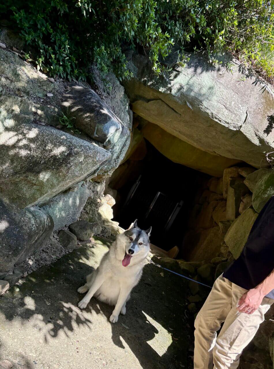 【岡山県・犬同伴OK】備中国分寺|五重塔と四季の花に癒される、愛犬と周辺散策を楽しめる歴史名所!