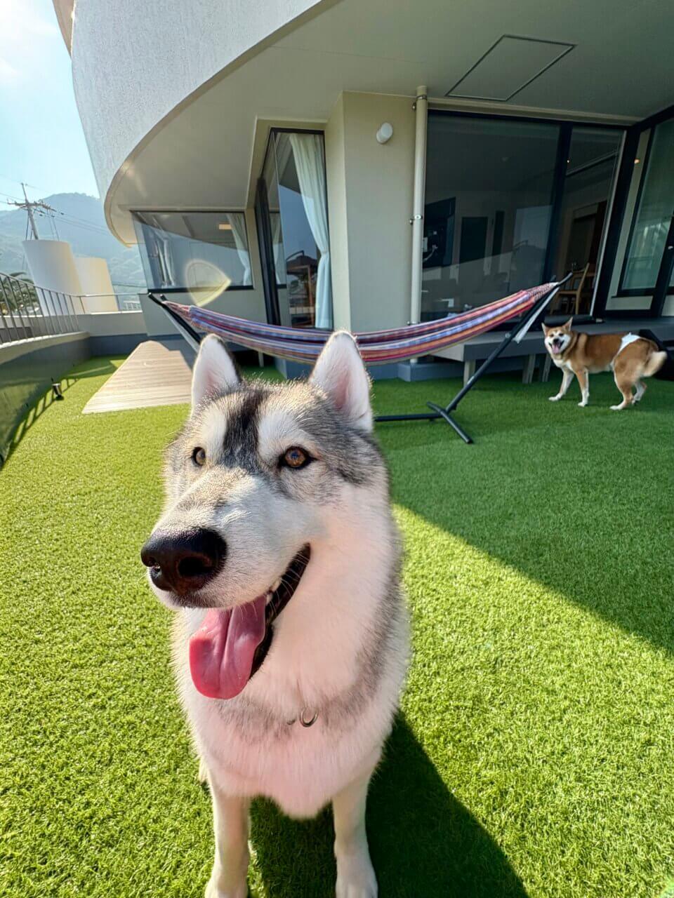 【香川県・犬同伴OK】アクアホテル小豆島リゾート|小豆島の静かな自然で、愛犬と泊まれるドッグフレンドリーな4つ星リゾート!