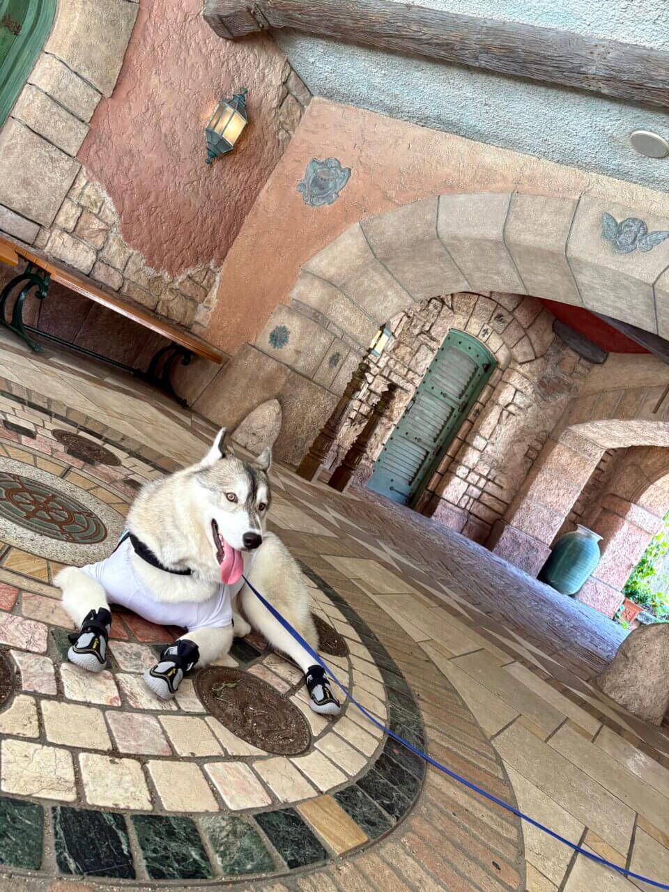 【和歌山県・犬同伴OK】ポルトヨーロッパ|ヨーロッパ風の街並みを愛犬と散策できるテーマパーク!