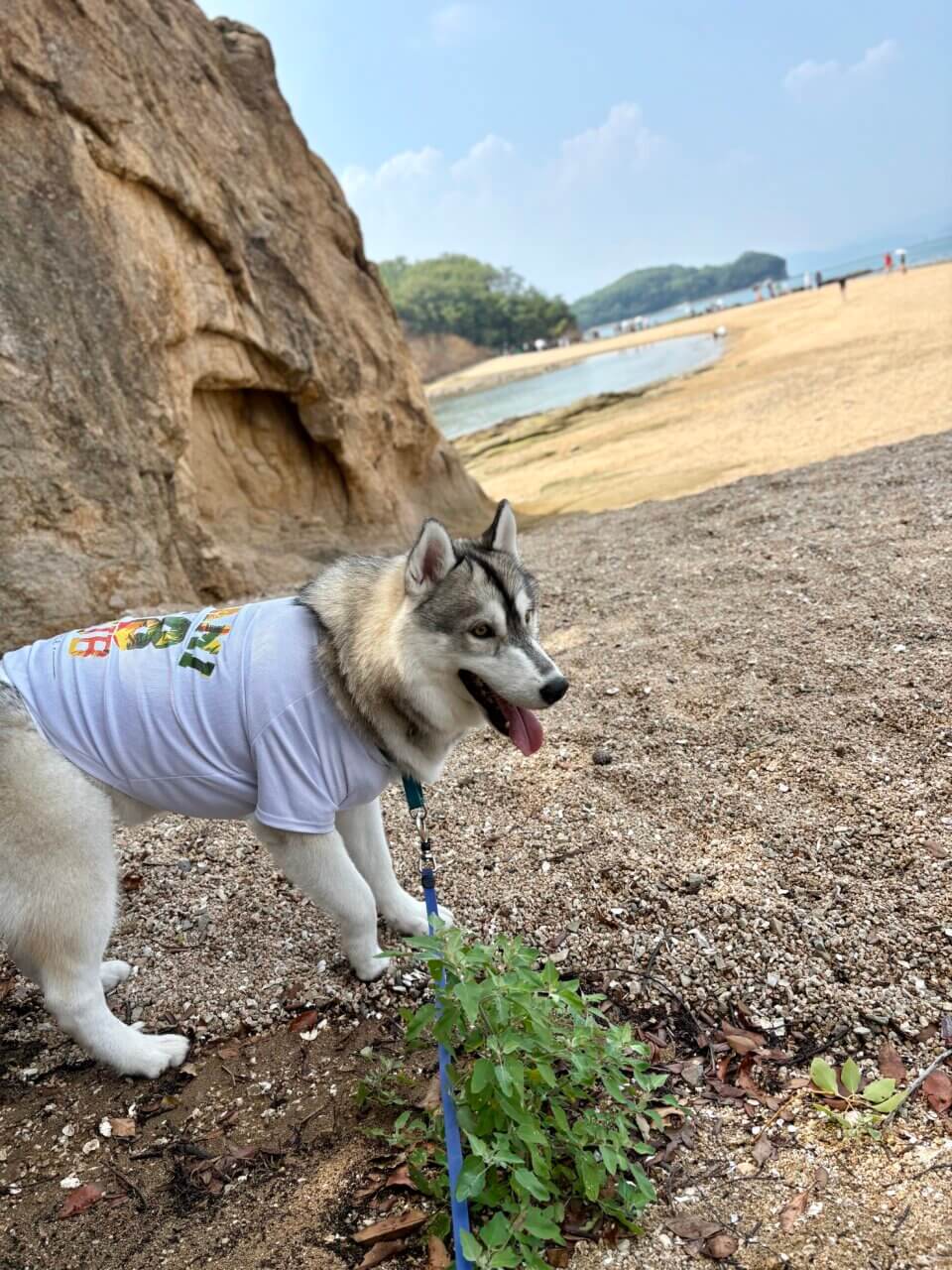 【香川県・犬同伴OK】エンジェルロード|干潮時に現れる砂の道を、愛犬と一緒に歩ける小豆島のロマンチックスポット