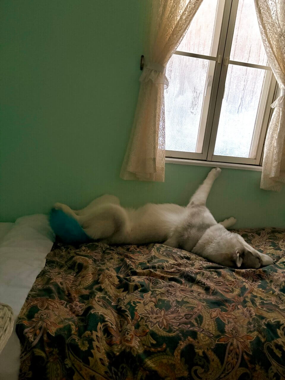 【長野県・犬同伴OK】ペンションBOW｜黒姫高原で全犬種OK・愛犬と一緒に泊まれるペット専用ペンション！