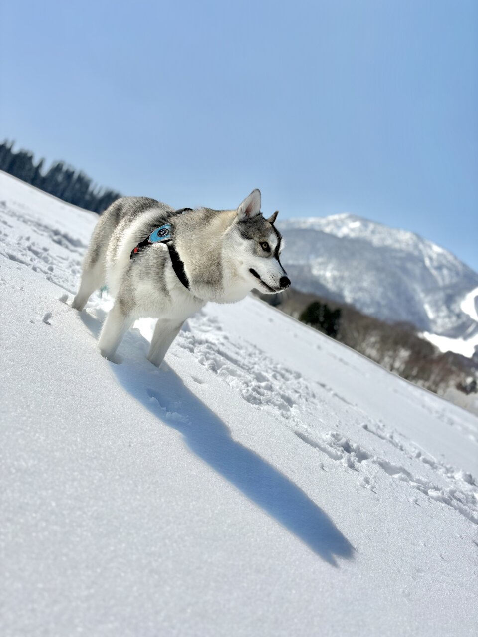 黒姫高原スノーパークでシベリアンハスキーが雪で遊んでいる姿