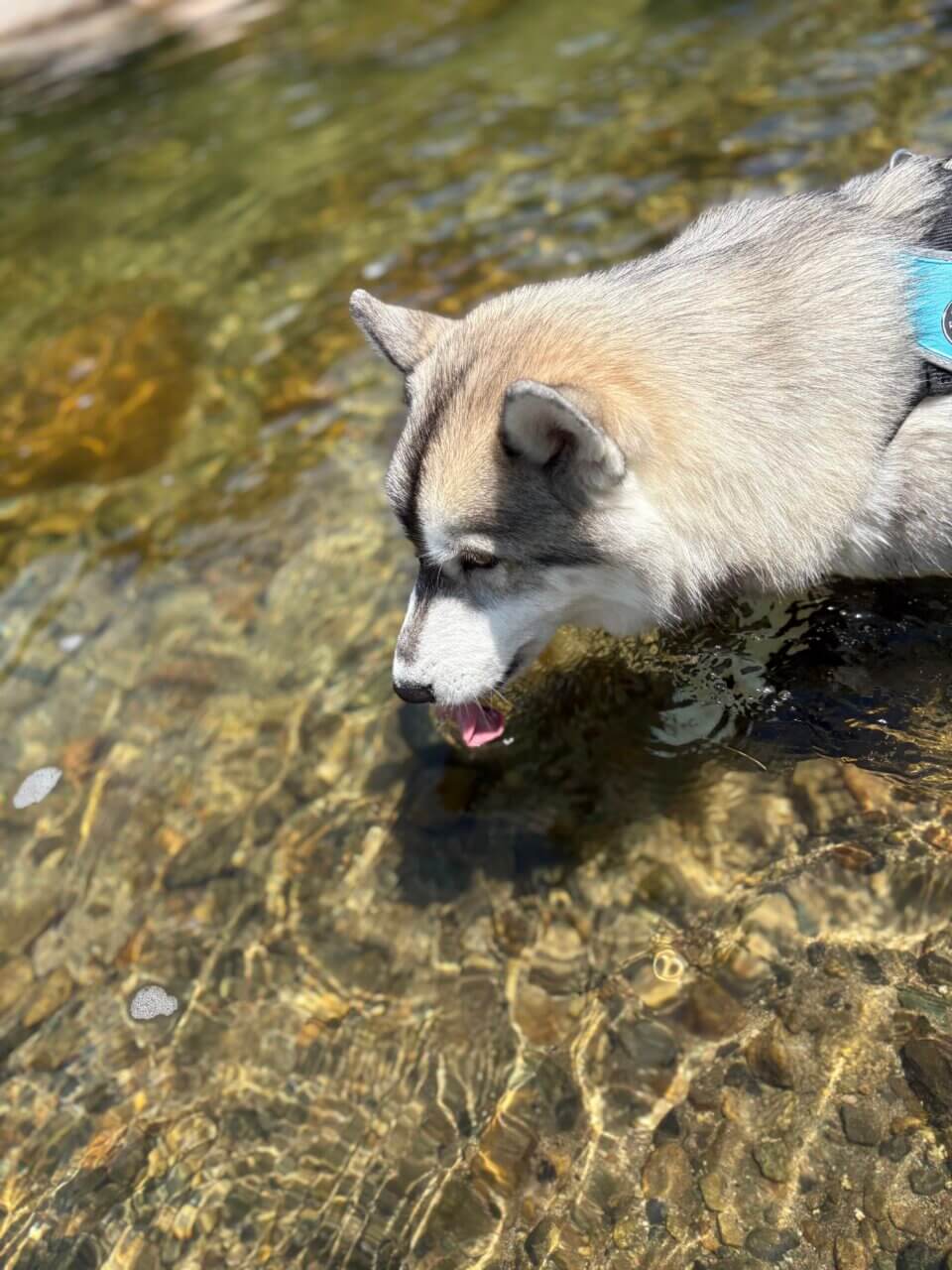 【岡山県・犬同伴OK】奥津湖|四季の景色と湖畔アクティビティを、愛犬と一緒に楽しめる岡山・鏡野町の人造湖