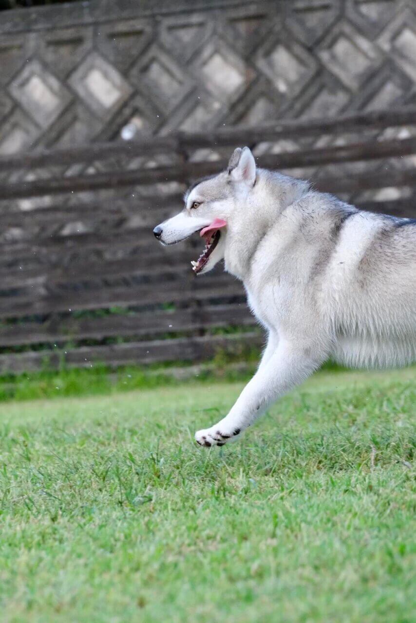 【岡山県・犬同伴OK】ホワイトガーデン｜5面ドッグラン付きで、愛犬と一日中くつろげる癒しのガーデンカフェ！