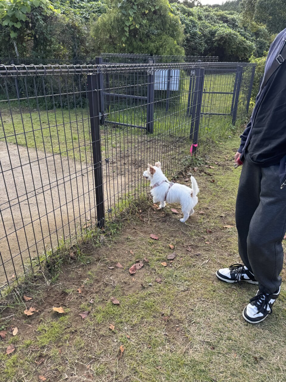 【東京・犬同伴OK】市原SA下り|南国リゾート風の雰囲気の中、充実したドッグランで愛犬とリフレッシュできる市原SA!