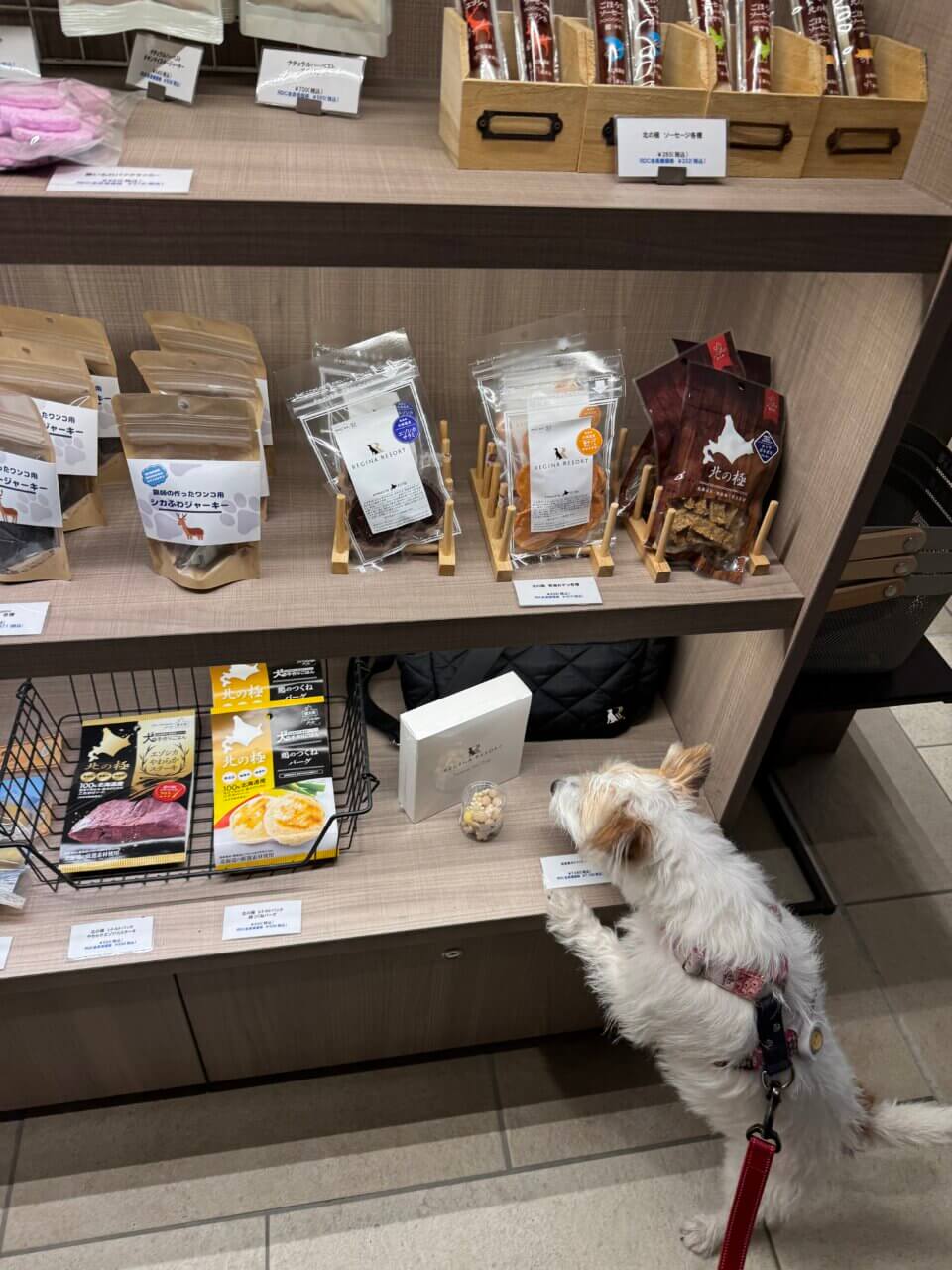 【東京・犬同伴OK】レジーナリゾート鴨川|全室オーシャンビューで、ドッグプールや砂浜散歩も楽しめる“愛犬ファースト”のリゾートホテル!