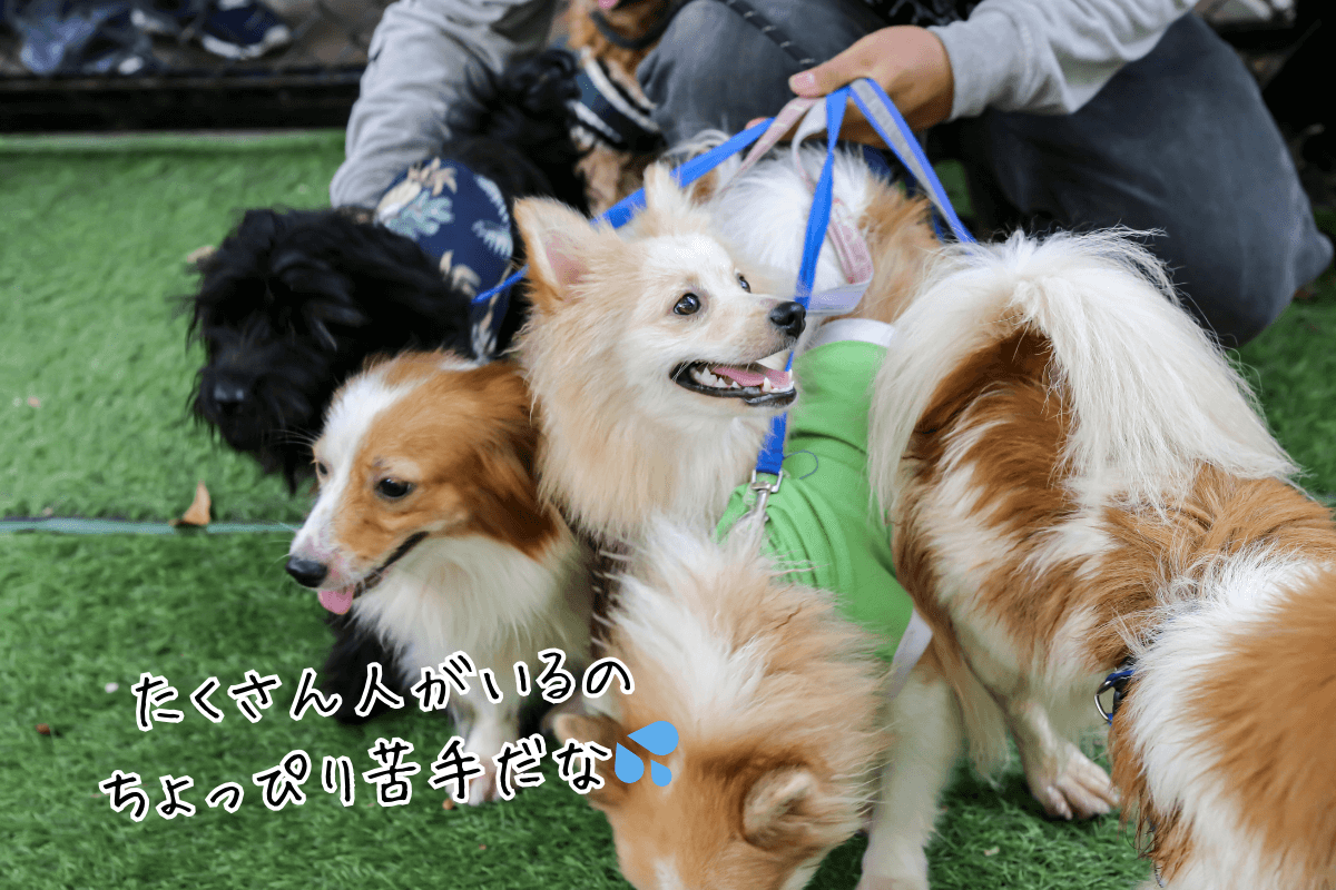 人が大好きで、初対面の相手でも喜んで近づいていくわんちゃんがいる一方で、家族以外の人が苦手で、自分の近くやテリトリーに入られることを不安に感じる子もいます。

年末年始は親族や友人が集まる機会が増え、おうちに来客があるご家庭も多いのではないでしょうか。
「せっかく集まったから、わんちゃんも一緒に楽しませてあげたい」と思う飼い主さんも多いと思いますが、気づかないうちに大きなストレスを与えてしまっているケースも少なくありません。