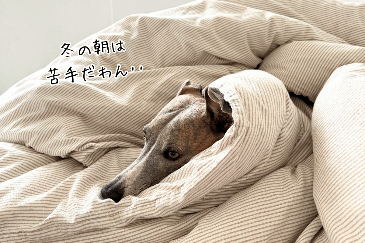 寒さで布団にくるまる犬の写真