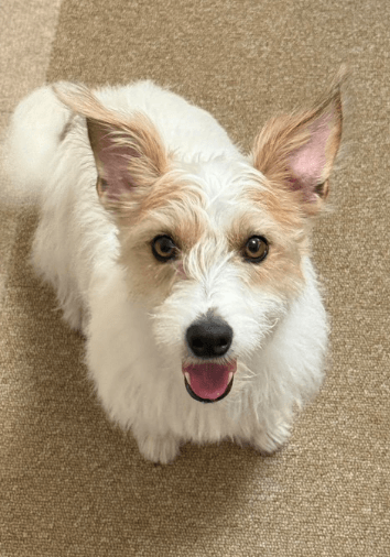 元気いっぱいな愛犬の魅力を紹介する様子