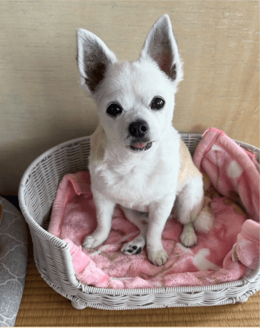 舌が出ていて愛犬の魅力を紹介する様子