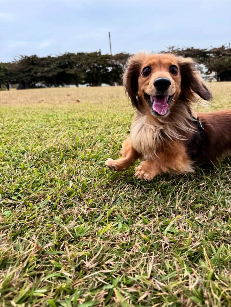 【沖縄・犬同伴OK】Cape Zanpa Drive-In｜沖縄・読谷村で、愛犬と海を眺めながらハンバーガーを楽しめるドライブインカフェ