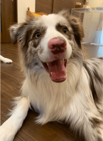 タレ目な愛犬の魅力を紹介する様子