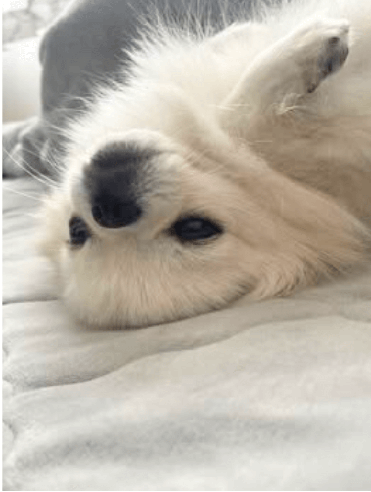 ベッドで寝ているわんちゃん