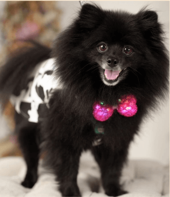 お目目がキラキラな可愛い愛犬の魅力を紹介する様子