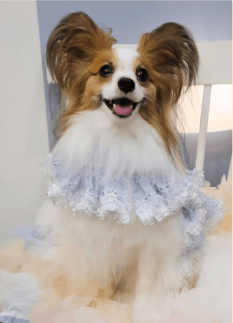 大きなお耳が愛犬の魅力を紹介する様子