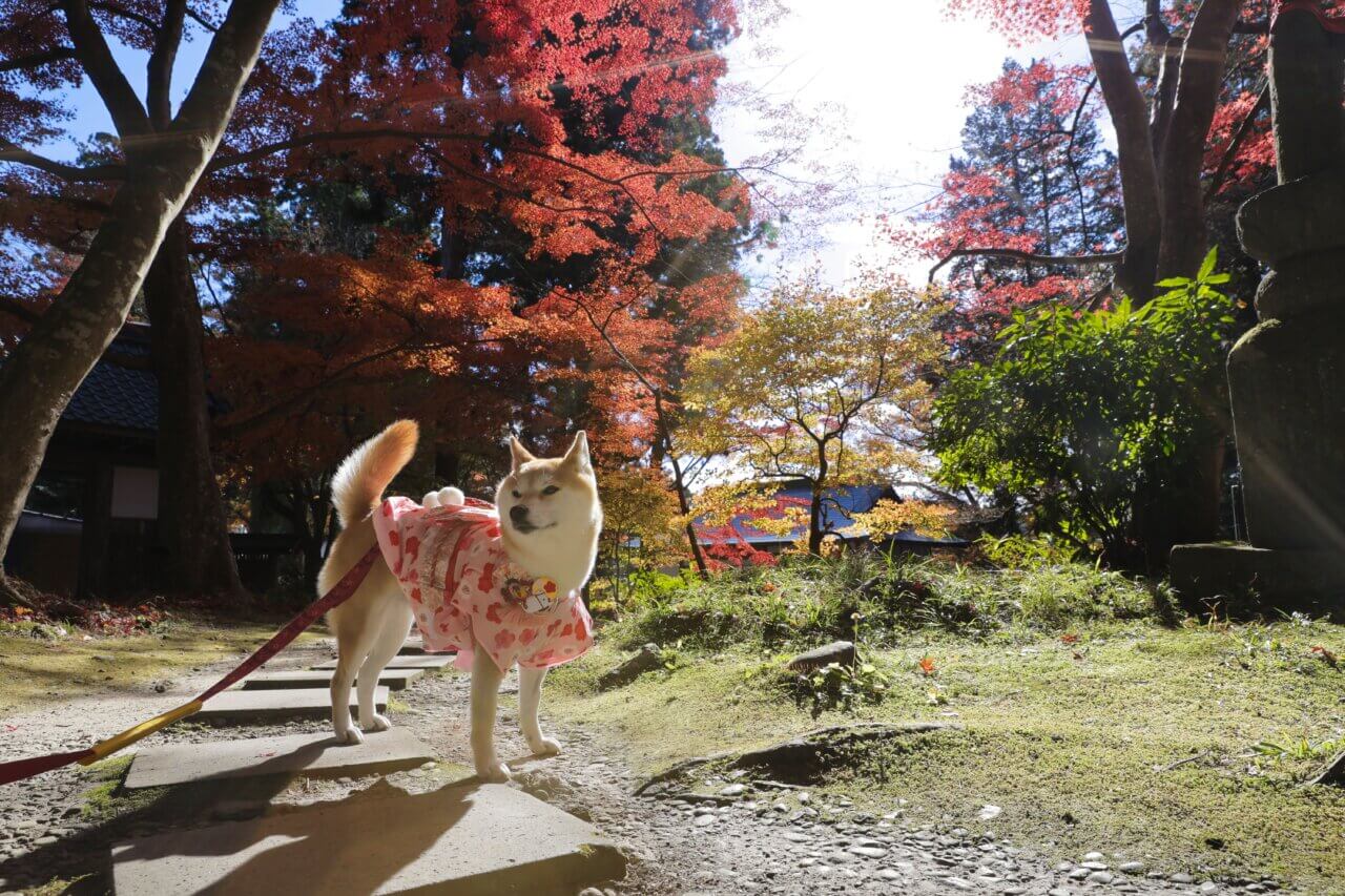 【岩手県・犬同伴OK】中尊寺|岩手県平泉の世界遺産・中尊寺で、愛犬と境内散策が楽しめる歴史的寺院