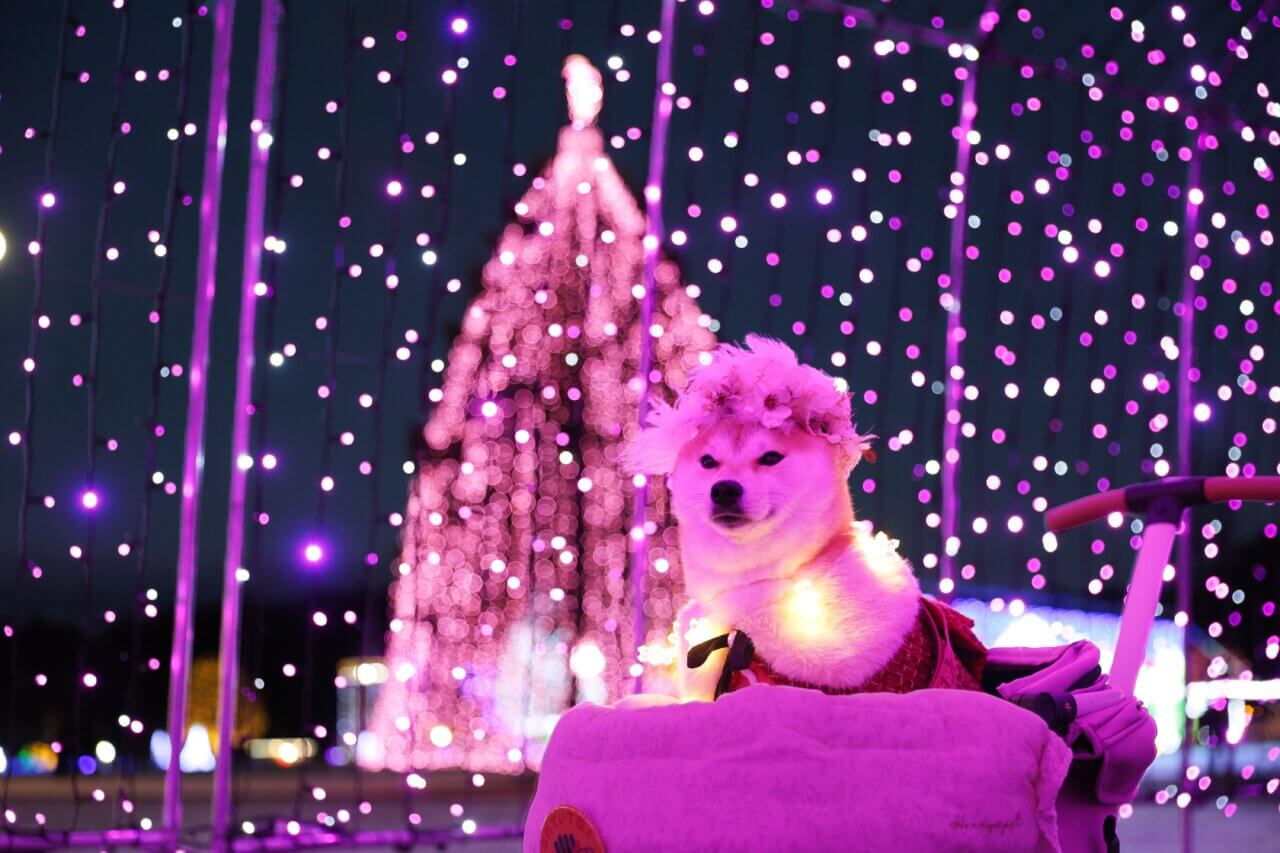 【岩手県・犬同伴OK】KOIWAI Winter Lights｜岩手・小岩井農場で、愛犬と楽しめる東北最大級の冬のイルミネーションイベント