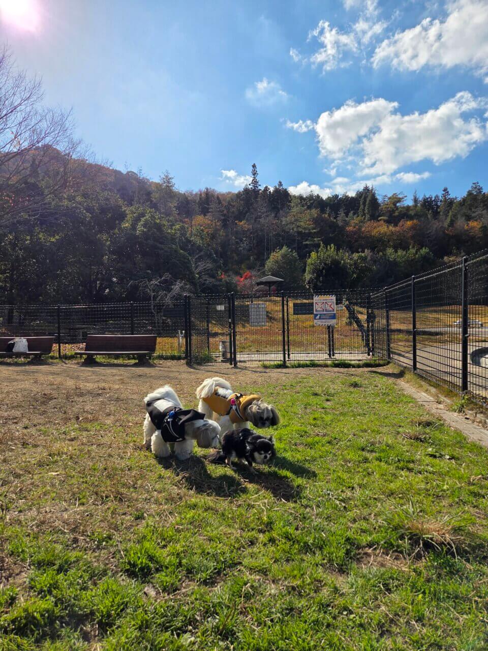 【広島県・犬同伴OK】ドッグラン 小谷SA(下り)｜山陽自動車道の小谷SA（下り）で、愛犬がのびのび遊べるドッグラン付きサービスエリア