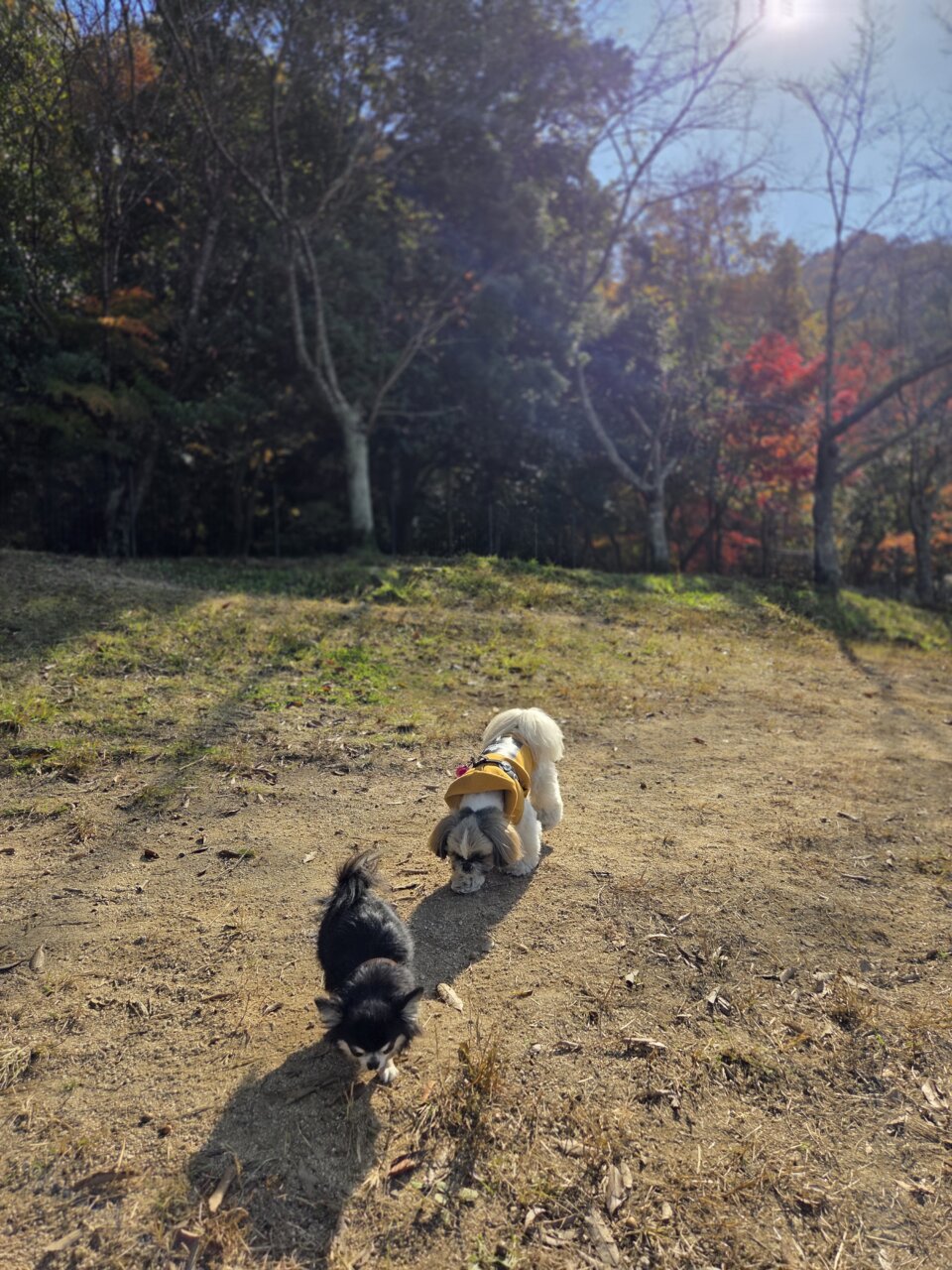【広島県・犬同伴OK】ドッグラン 小谷SA(下り)｜山陽自動車道の小谷SA（下り）で、愛犬がのびのび遊べるドッグラン付きサービスエリア