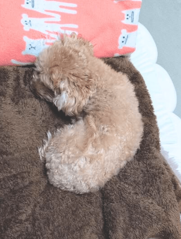 毛布にくるまっているわんちゃん