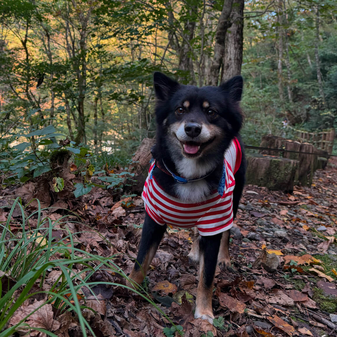 【秋田県・犬同伴OK】抱返り渓谷｜秋田県仙北市の青い渓流と原生林が美しい、愛犬と歩ける絶景渓谷