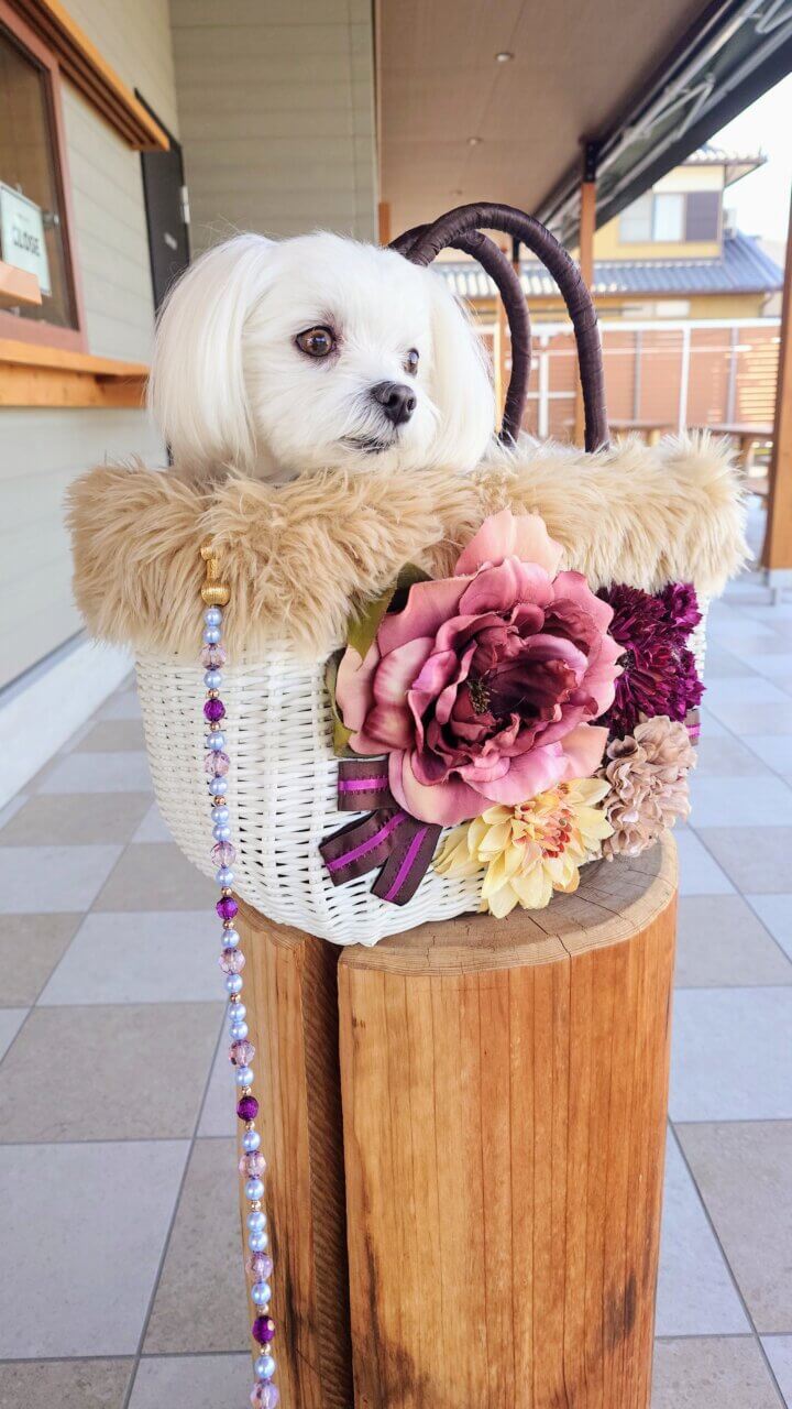 【愛知県・犬同伴OK】cafe 5 my space｜白いスイーツが人気の愛犬同伴OKテラスを備えた、自然の中でゆったり過ごせるおしゃれカフェ