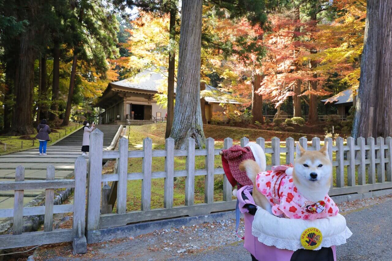 【岩手県・犬同伴OK】中尊寺|岩手県平泉の世界遺産・中尊寺で、愛犬と境内散策が楽しめる歴史的寺院