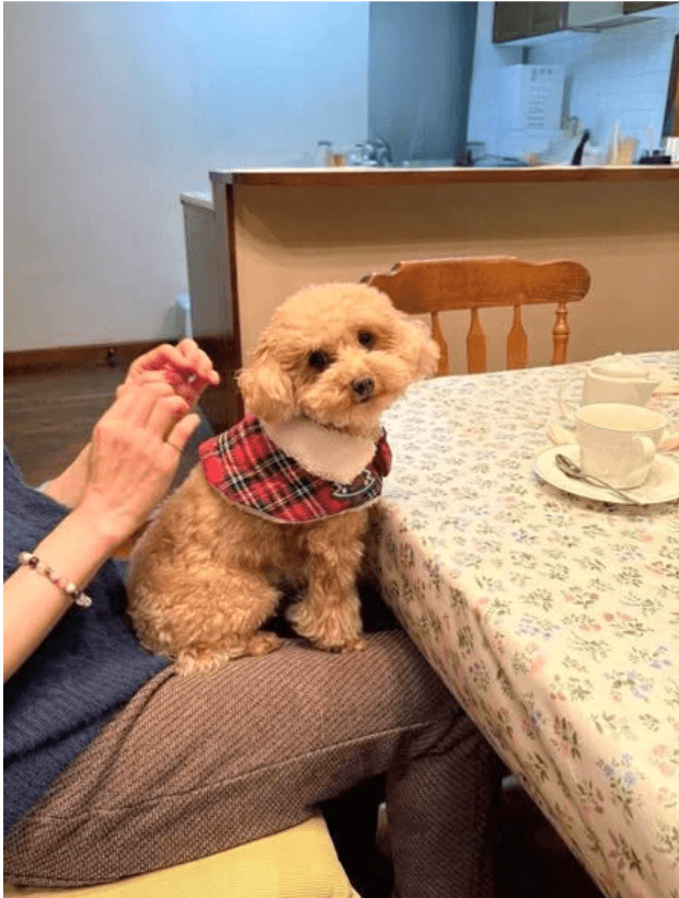 飼い主さんの膝の上でお座りをするわんちゃん