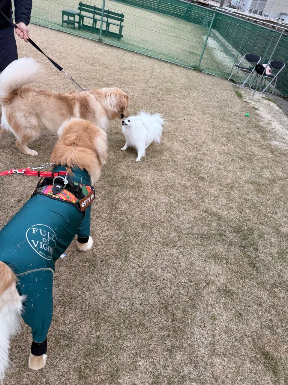 【島根県・犬同伴OK】ペットメモリアル出雲のいずもわんわん広場｜愛するペットとの最後の時間をゆったり過ごせるセレモニー施設