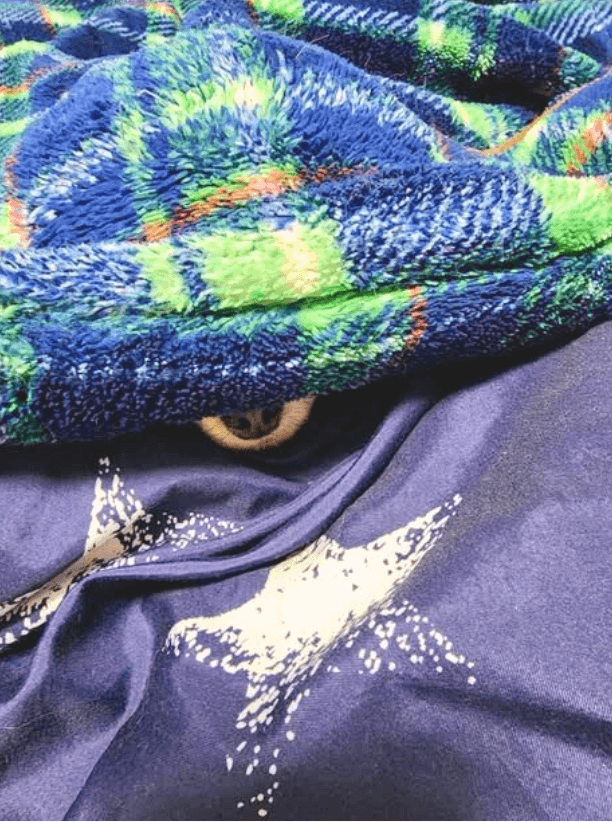 毛布の中で鼻だけ出しているわんちゃん