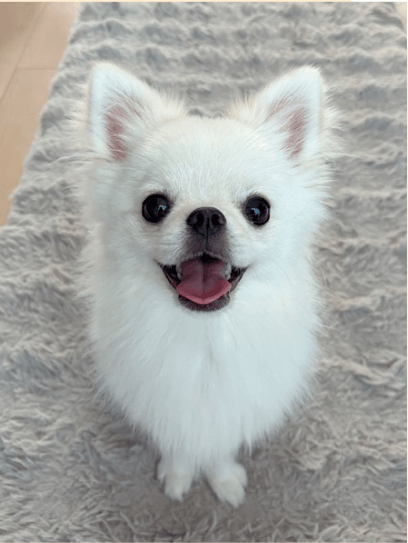 お目目が可愛い愛犬の魅力を紹介する様子