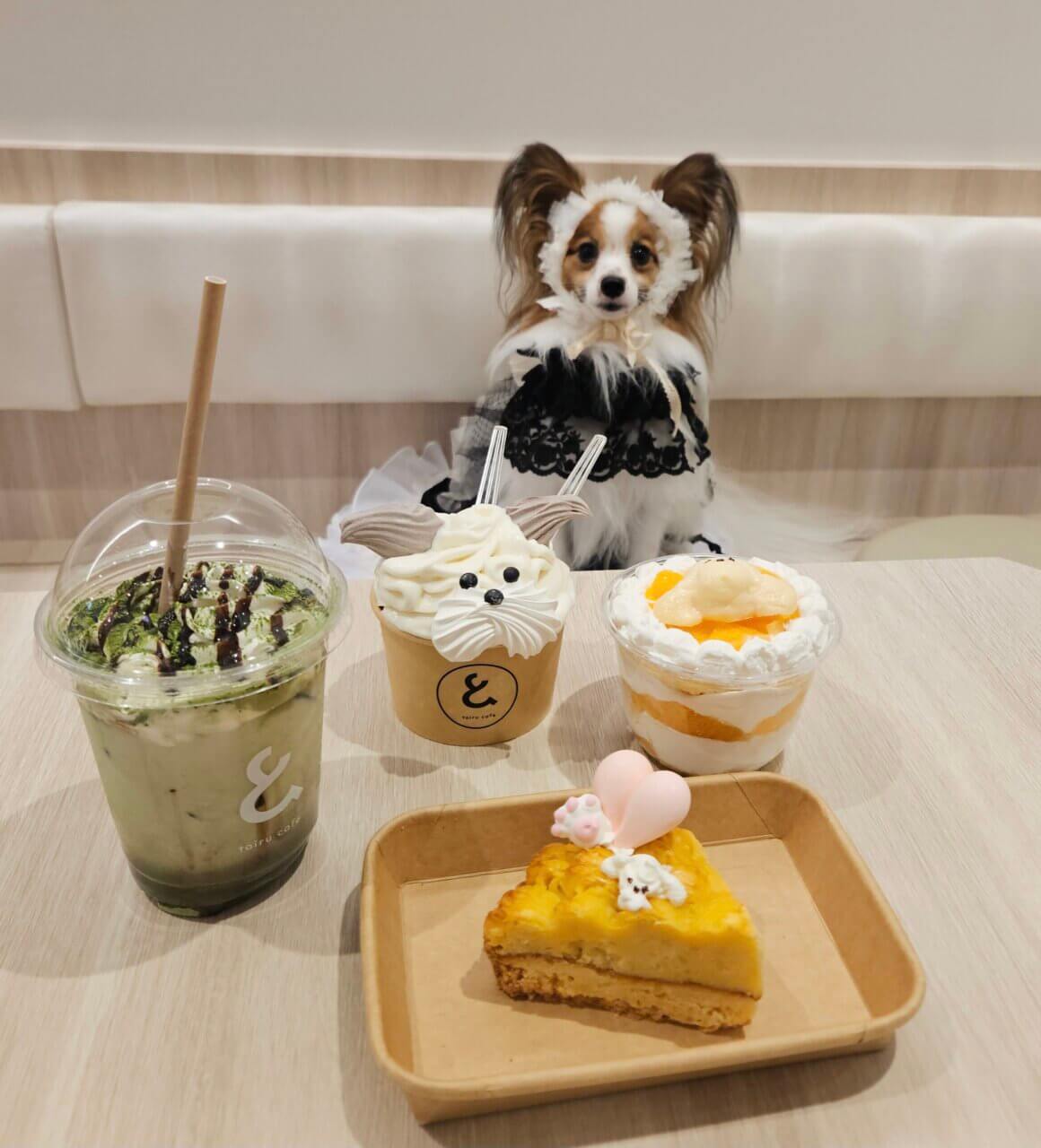 【大阪府・犬同伴OK】toiru cafe｜心斎橋で、愛犬と犬用メニューや可愛いソフトクリームを楽しめるペット同伴カフェ