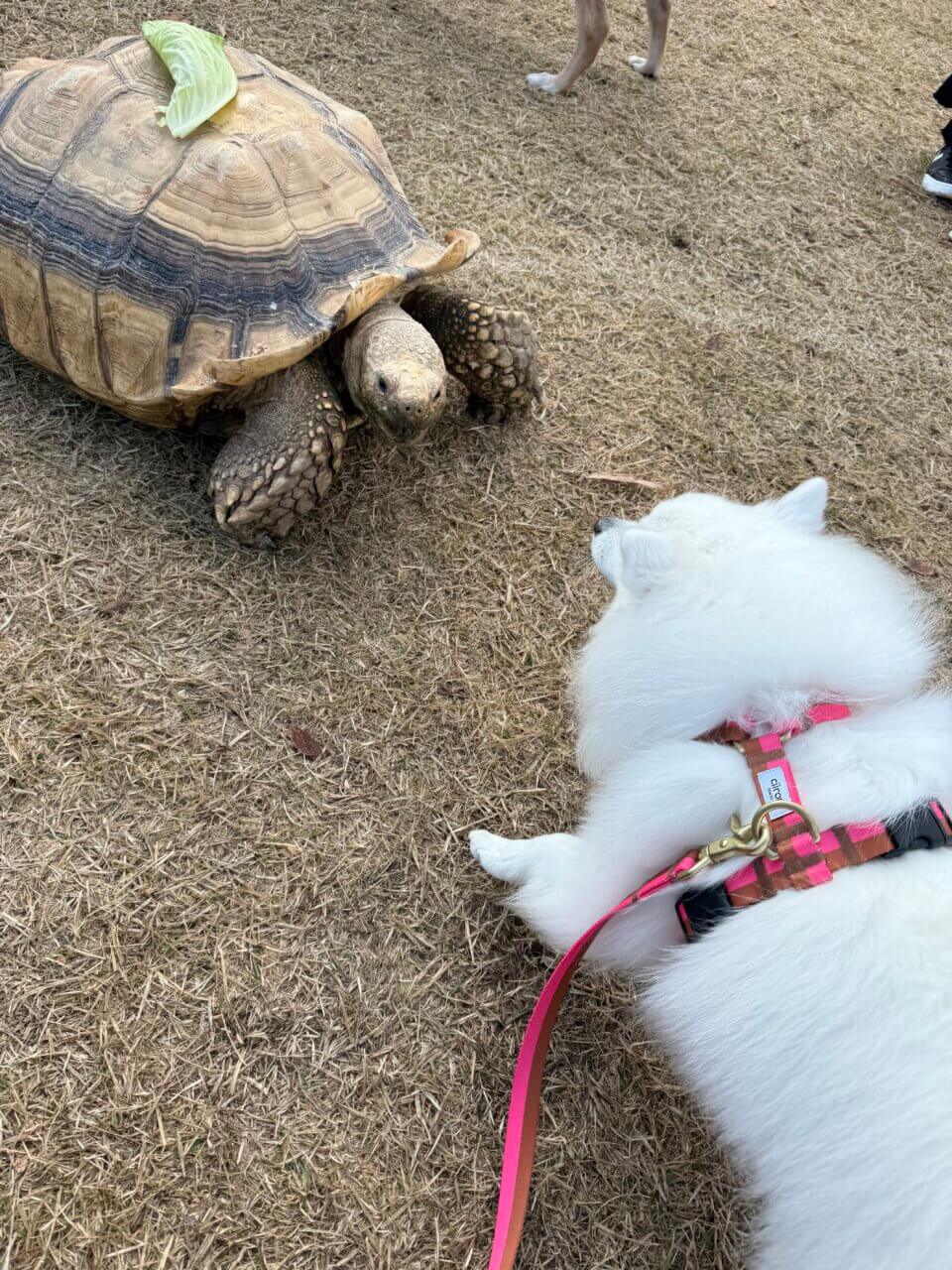 【島根県・犬同伴OK】第2回 わんわんマルシェ｜島根・出雲市で、愛犬と一緒に楽しめる無料の犬イベント