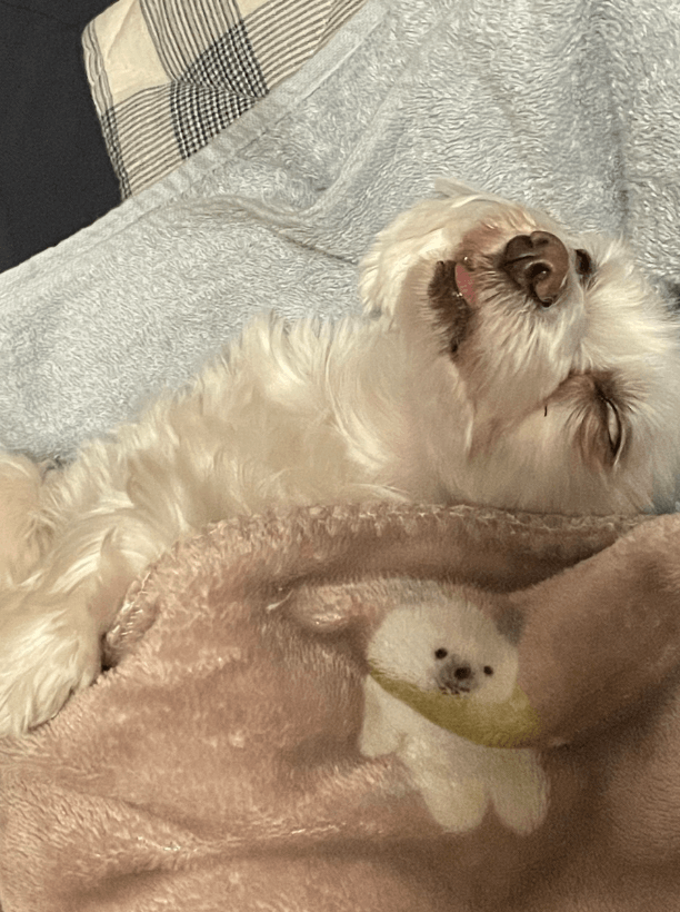 毛布にくるまって寝ているわんちゃん