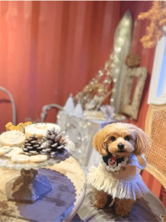 ワンピースを着ておめかしするワンちゃん