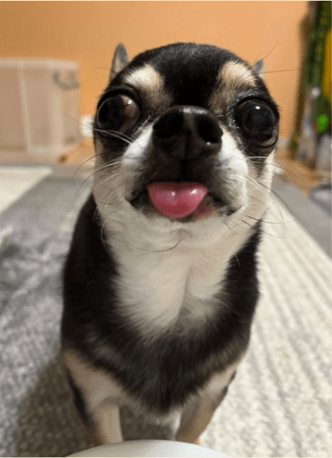 食いしん坊な愛犬の魅力を紹介する様子