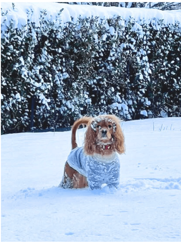 雪の降る中で遊んでいるわんちゃん
