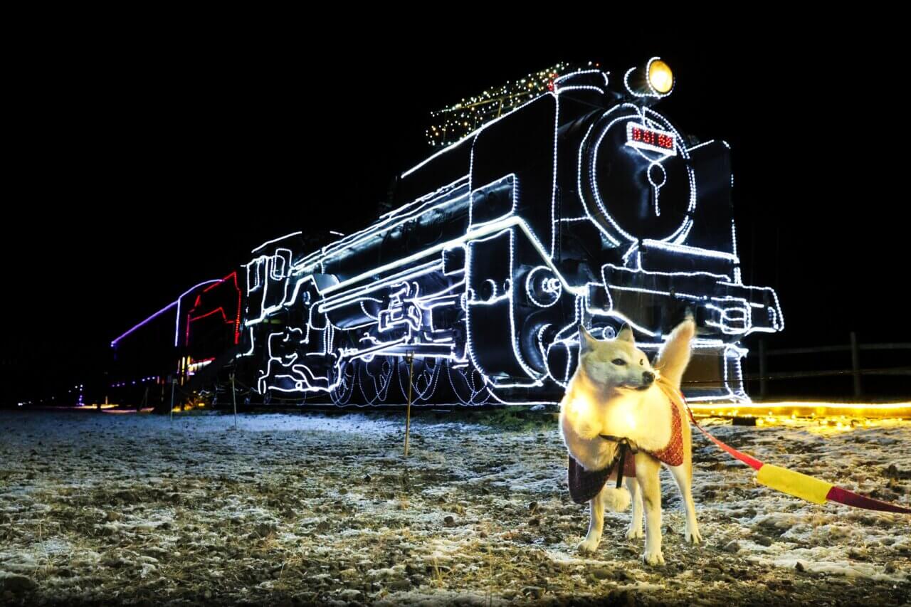 【岩手県・犬同伴OK】KOIWAI Winter Lights｜岩手・小岩井農場で、愛犬と楽しめる東北最大級の冬のイルミネーションイベント